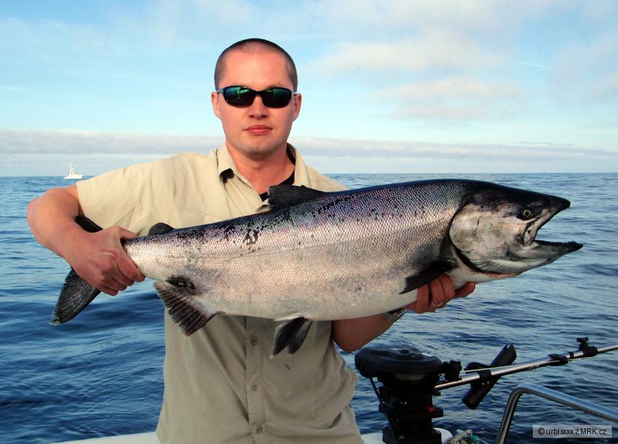 Chinook salmon