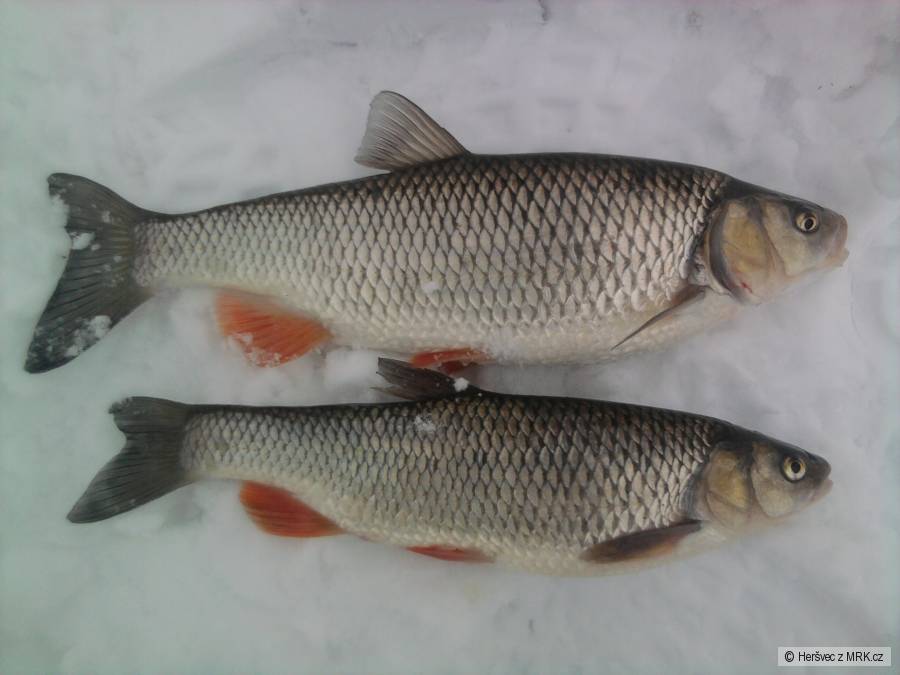 Blanice 3, náhon