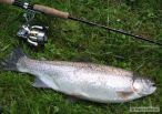 Baculat� duh�k 51cm