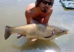 Amur 95 CM