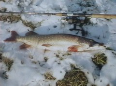 Kliknutím fotografii zvětšíte šťuka zo slanej,70 cm