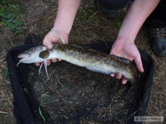 Mník 57cm