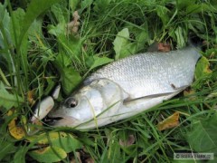 Kliknutím fotografii zvětšíte Bolen na Salmo Frisky