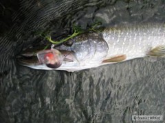 Kliknutím fotografii zvětšíte A další na Shad Rap 7cm SSH