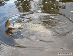 Kliknutím fotografii zvětšíte Štička na SSR 7cm RFSH