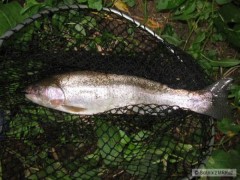 Kliknutím fotografii zvětšíte Pstruh 44cm ze pstruhovky se zraněným okem