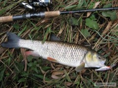 Kliknutím fotografii zvětšíte Další tloušť cca 50cm na Shad Rap 7cm SSH