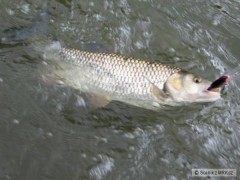 Kliknutím fotografii zvětšíte Tloušť na Shad Rap 7cm SSH