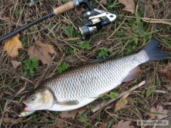 Kliknutím fotografii zvětšíte A další tloušť 52cm na Shad Rap 7cm BG