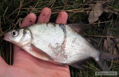 Kliknutím fotografii zvětšíte Cejnek poraněný nejspíš od candáta