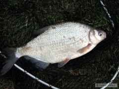 Kliknutím fotografii zvětšíte Cejnek malý cca 40cm