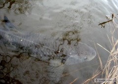 Kliknutím fotografii zvětšíte Tentokrát jeden vltavský tloušťák
