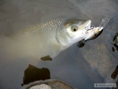 Kliknutím fotografii zvětšíte I tlouštům chutnaji Rapalky...