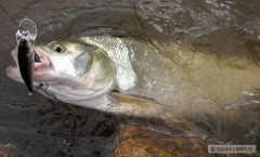 Kliknutím fotografii zvětšíte Bolen na Salmo Executor
