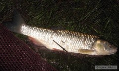 Kliknutím fotografii zvětšíte Feeder a třešně mám na tlouště rád