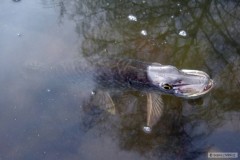 Kliknutím fotografii zvětšíte Další štička na gumu od Relaxu...