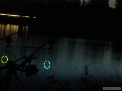 nocni kaprarina