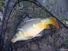 Kliknutím fotografii zvětšíte Úlovek kolegy, pěkný kapřík 52cm