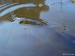 Kliknutím fotografii zvětšíte jesenek na mouchu... - 2010