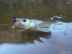 Kliknutím fotografii zvětšíte tlouštik 2010