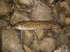 mie� 49 cm Dunaj