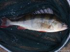 Orlick� bandita II.