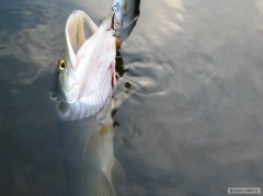 Velk nstraha velkou rybu nezaruuje :)