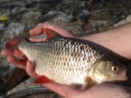 Kolegy p�kn� perl�n...