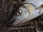 Kuk na tlou�t�ka