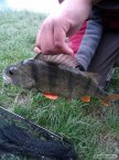 Okoun 40cm-Opava 4 A S�dr�k 