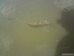kudlička na cestě ...