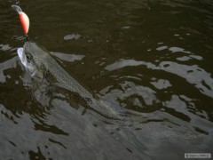 Kliknutím fotografii zvětšíte Duhák z MP řeky...