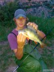 Okoun 34cm na pop�ka z Berounky :)