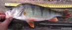ostrie�