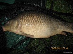 Kliknutím fotografii zvětšíte kapr 86 cm, 12,2 kg