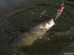 Dal�� na 9cm wobler tentokr�t hluboce chodiv�...