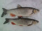 Blanice 3, n�hon