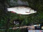 Tlou�� 43 cm