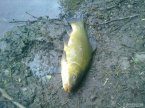lin 35cm potesil :)