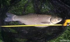 Amur 54cm