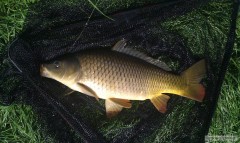 kapřík 54cm
