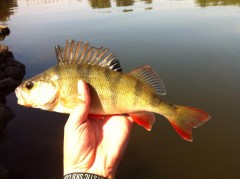 Kliknutím fotografii zvětšíte Okoun 27cm