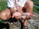 n�hled ryby