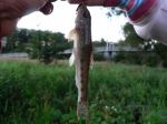 n�hled ryby
