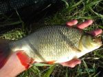 n�hled ryby