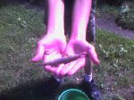 n�hled ryby