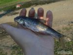 n�hled ryby
