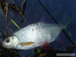 n�hled ryby