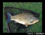 n�hled ryby