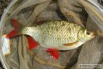 n�hled ryby